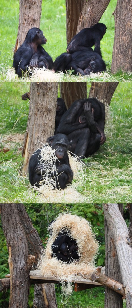 Bonobos (Pan paniscus), 2020-07-14