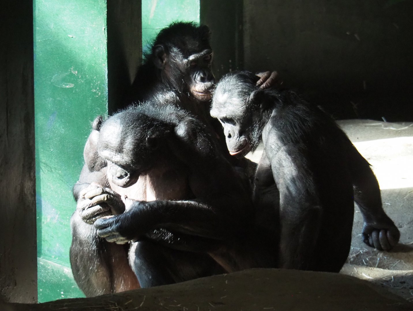 Bonobos (Pan paniscus), 2020-07-21
