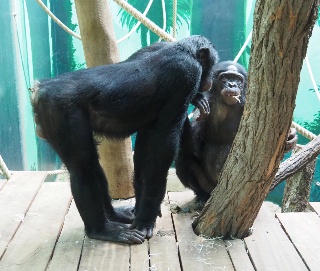 Bonobos (Pan paniscus), 2020-08-15