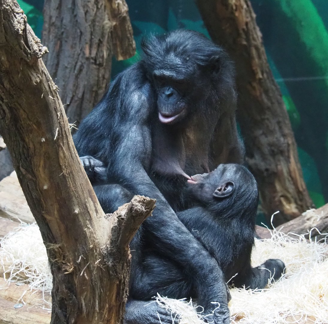 Bonobos (Pan paniscus), 2020-10-19