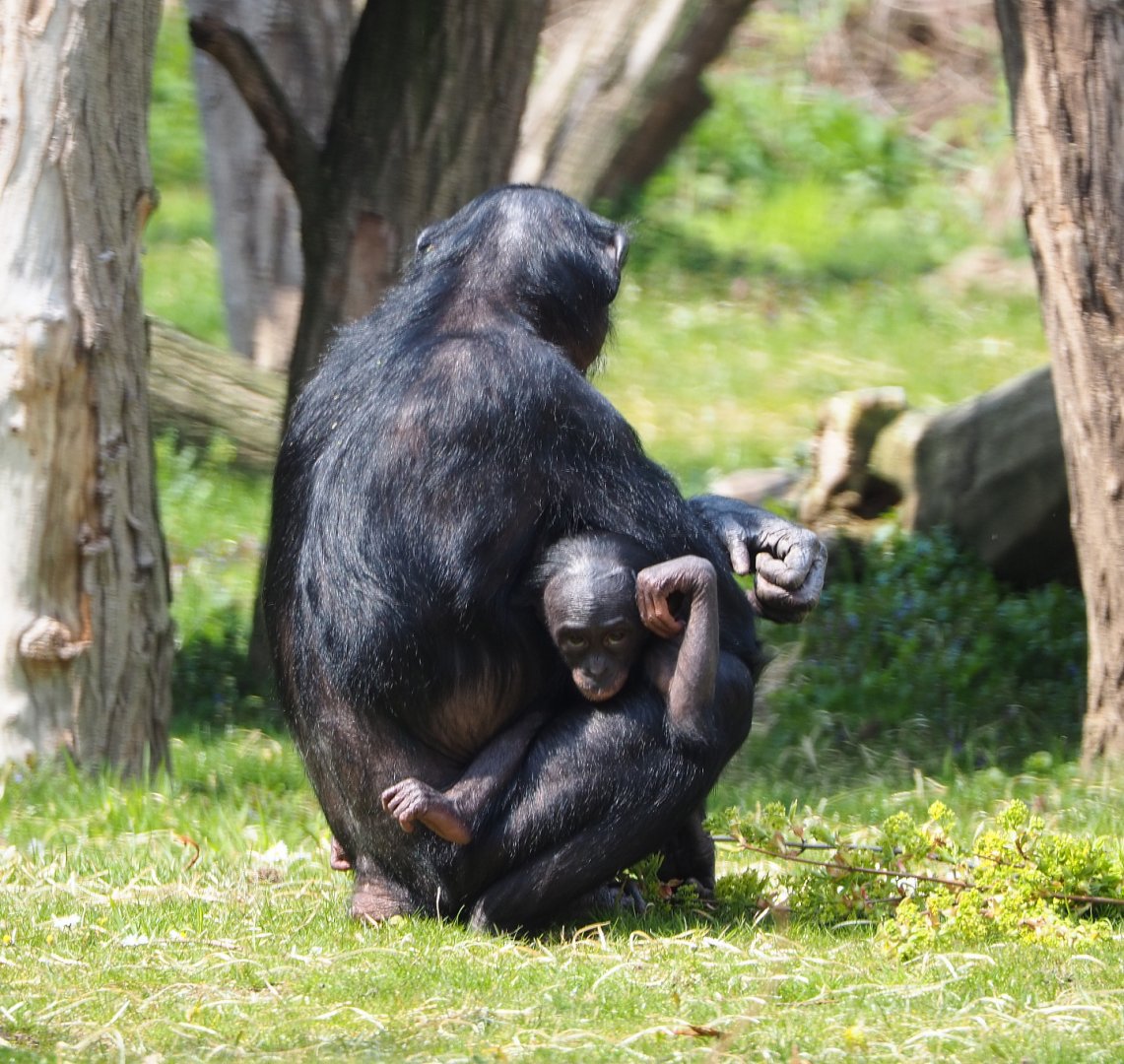 Bonobos (Pan paniscus), 2021-04-21