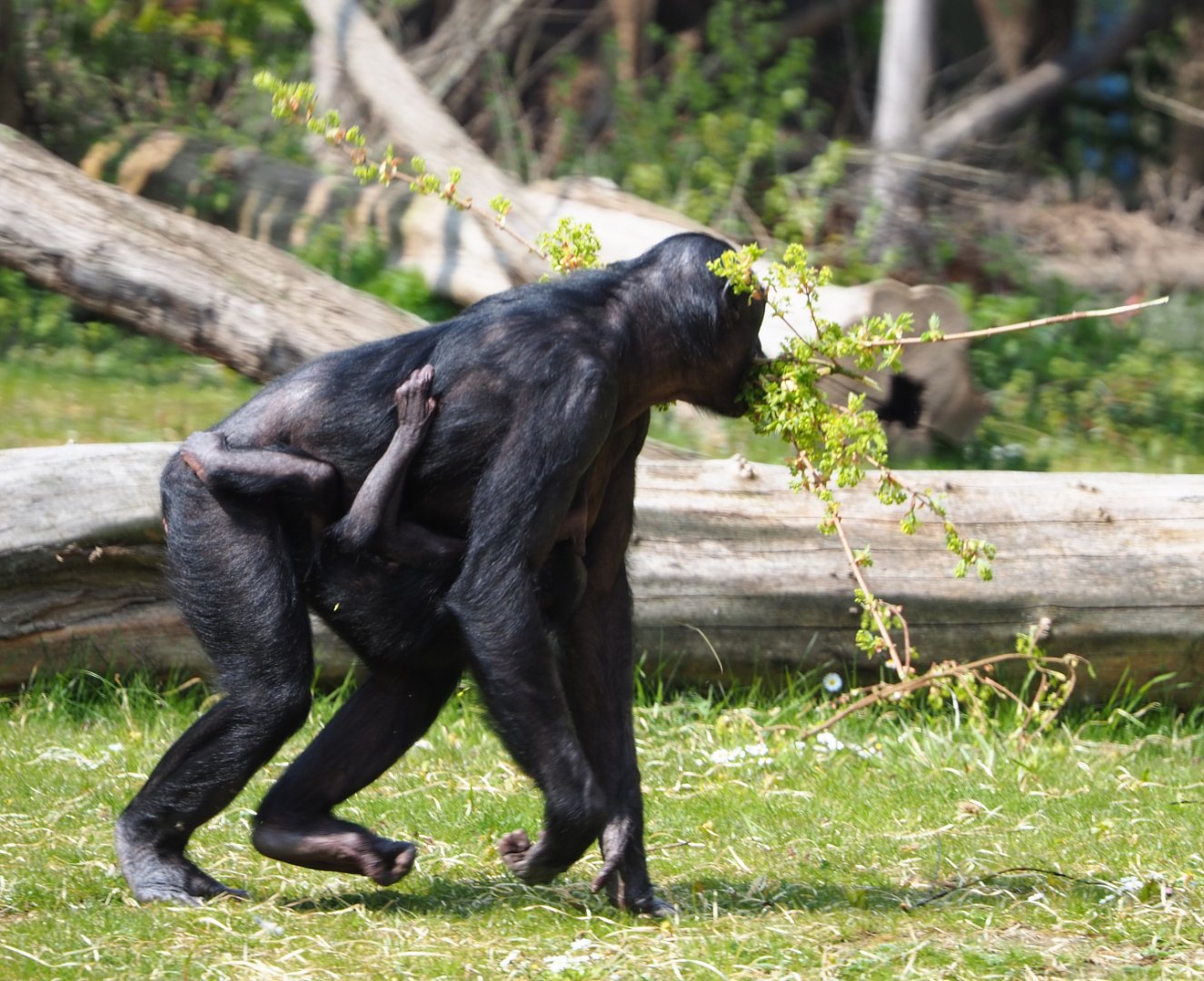 Bonobos (Pan paniscus), 2021-04-21