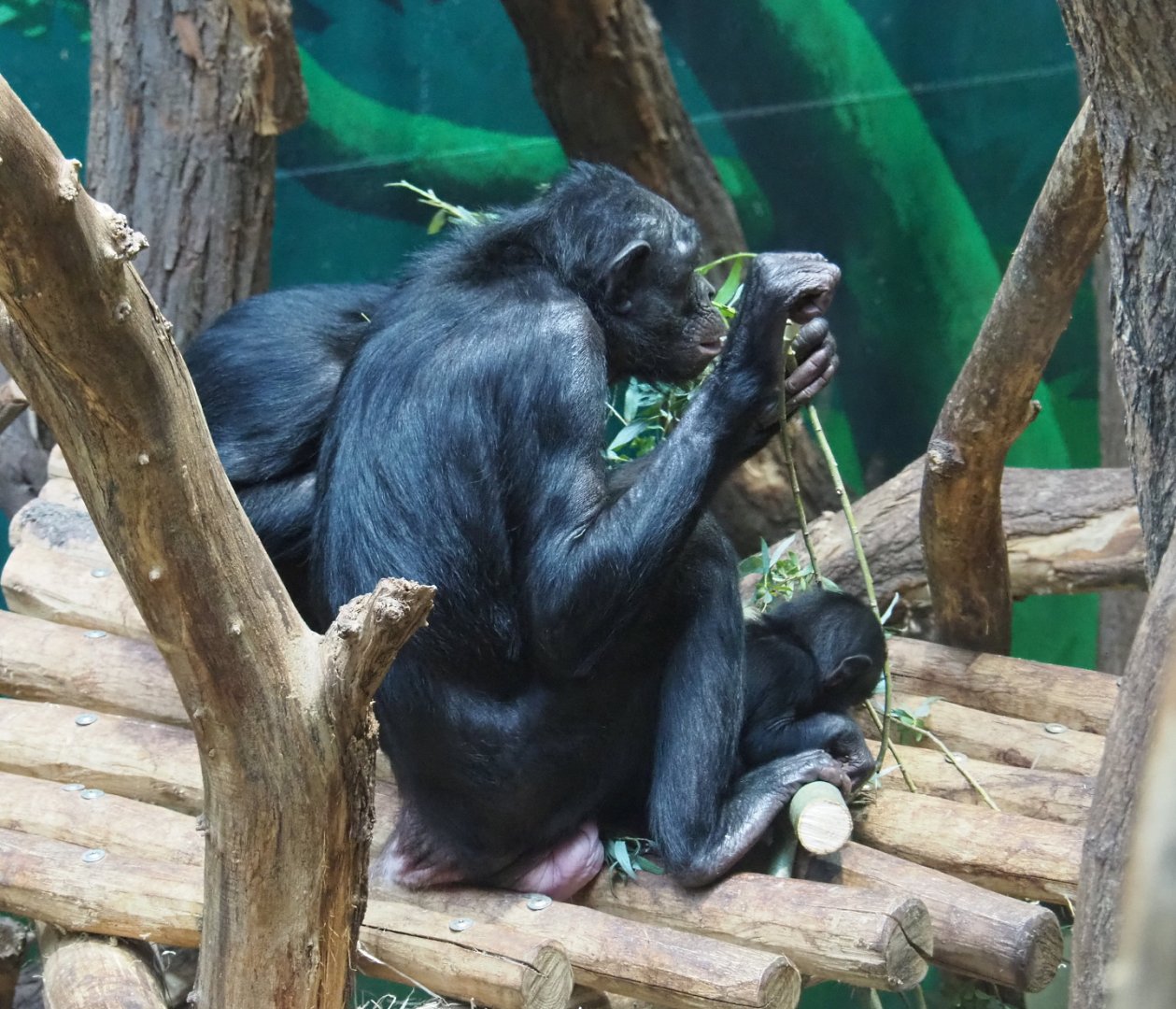 Bonobos (Pan paniscus), 2021-07-03