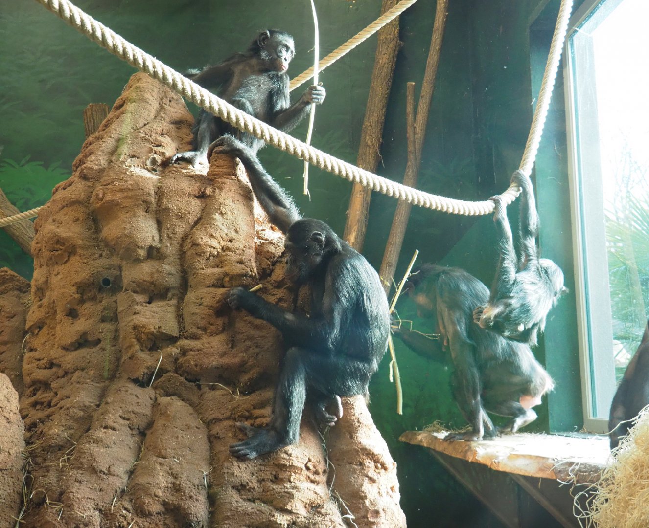Bonobos (Pan paniscus), 2021-11-23