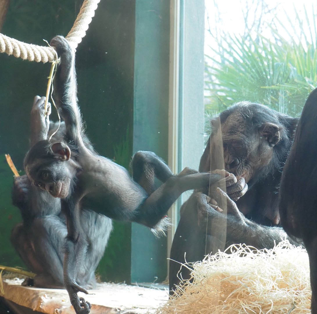 Bonobos (Pan paniscus), 2021-11-23
