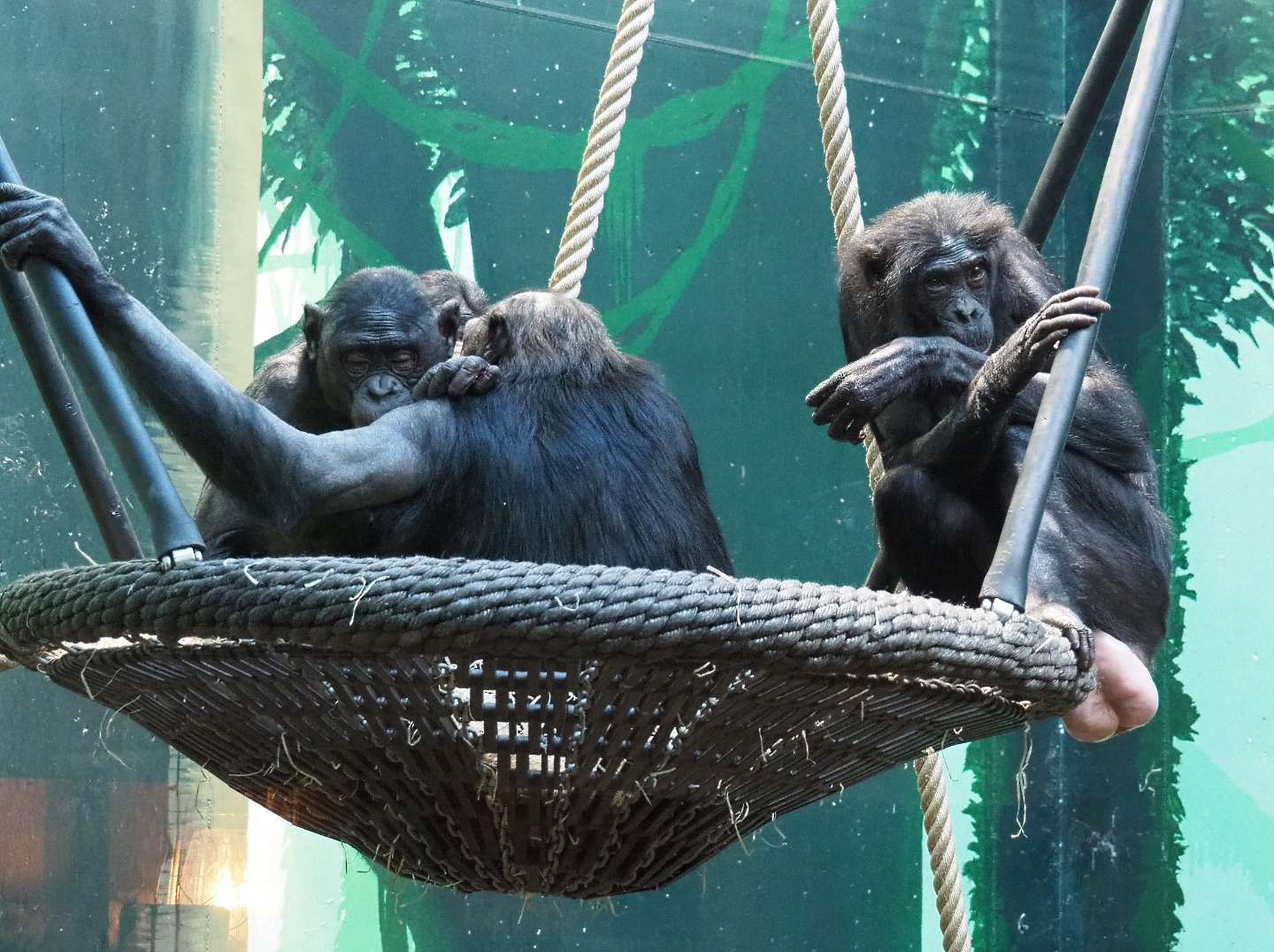 Bonobos (Pan paniscus), 2022-02-12