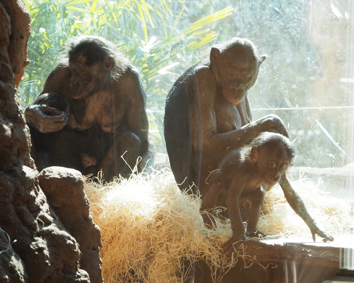 Bonobos (Pan paniscus), 2022-03-08