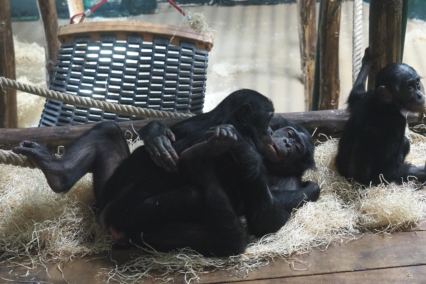 Bonobos (Pan paniscus), 2022-04-12