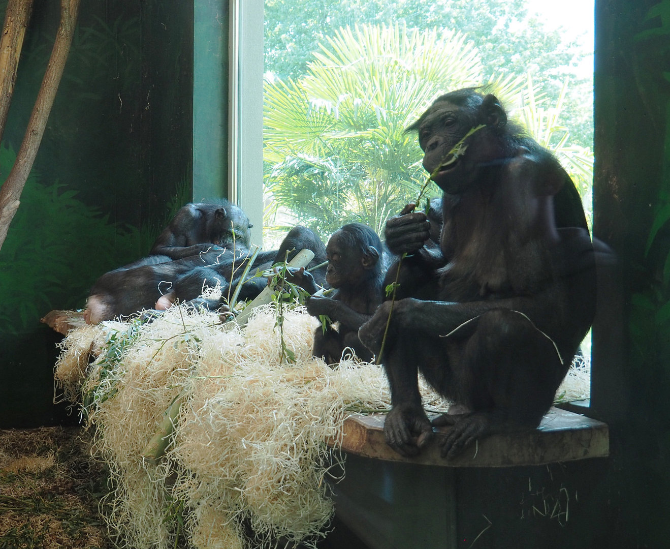 Bonobos (Pan paniscus), 2022-05-28