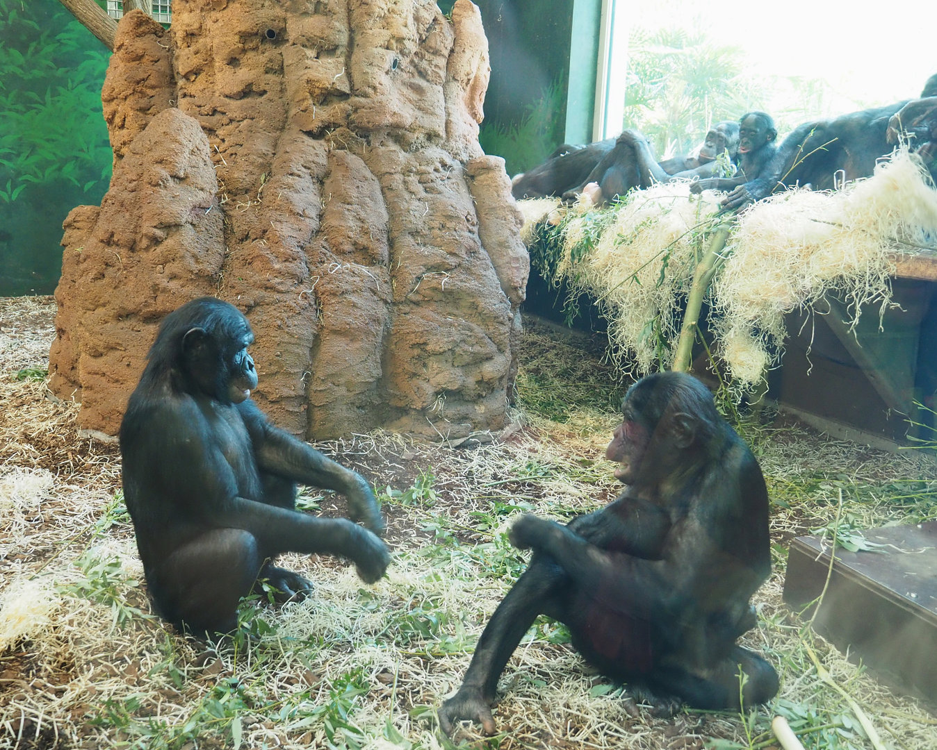 Bonobos (Pan paniscus), 2022-05-28