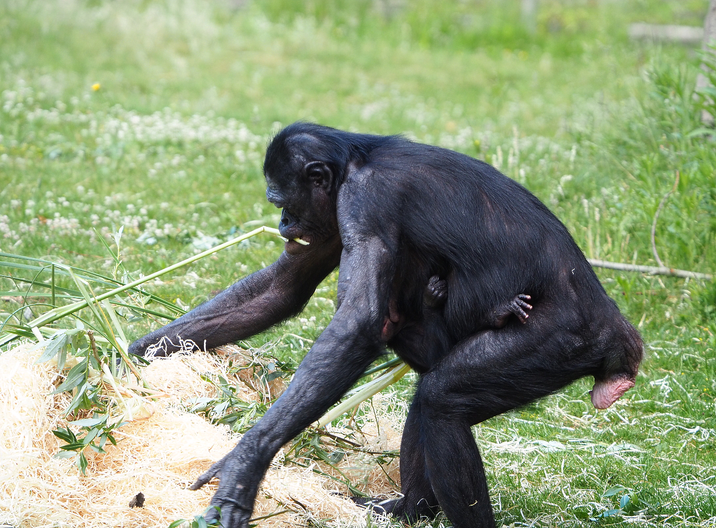 Bonobos (Pan paniscus), 2022-05-28