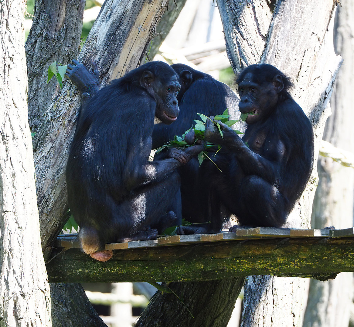 Bonobos (Pan paniscus), 2022-06-15