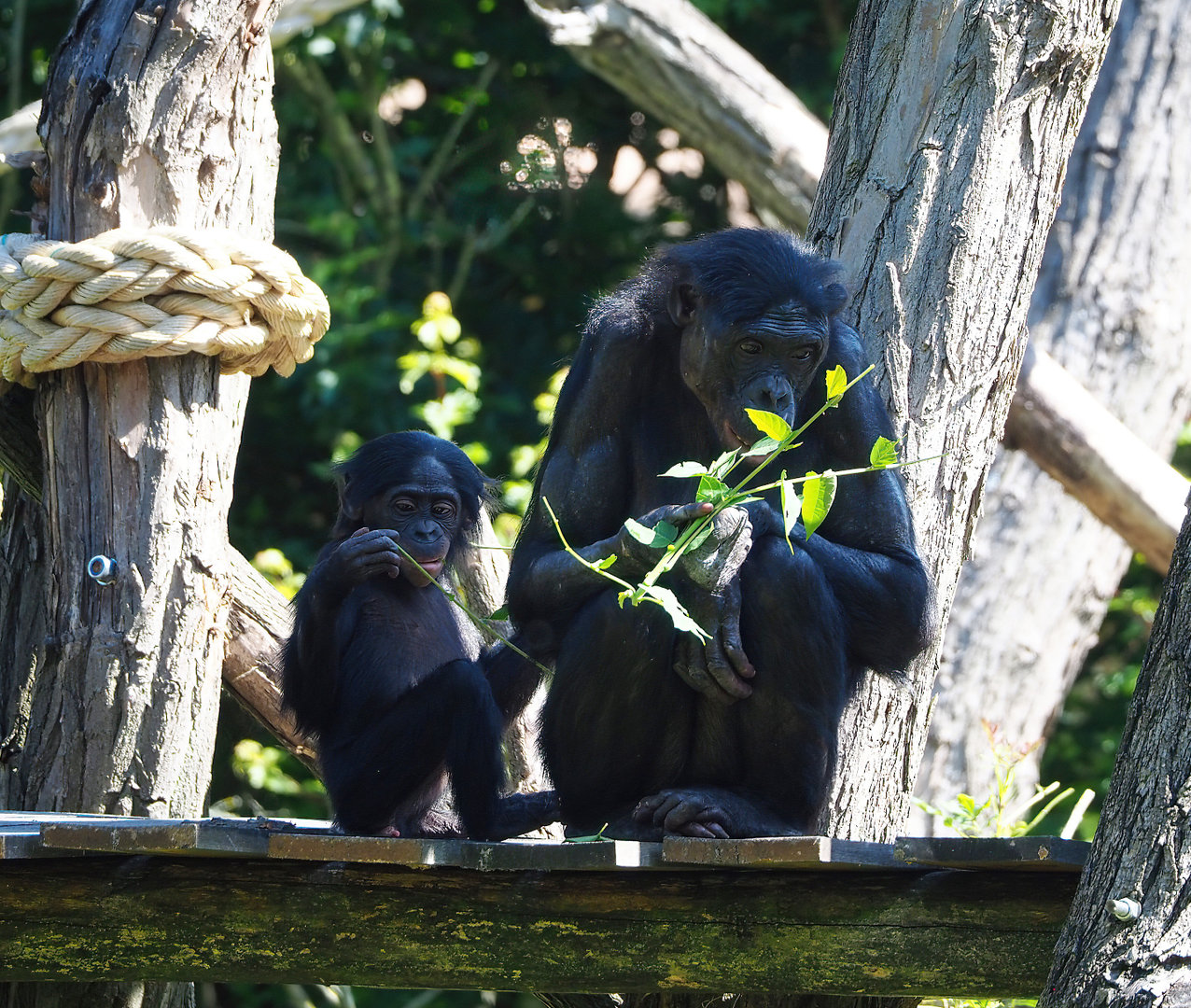 Bonobos (Pan paniscus), 2022-06-15