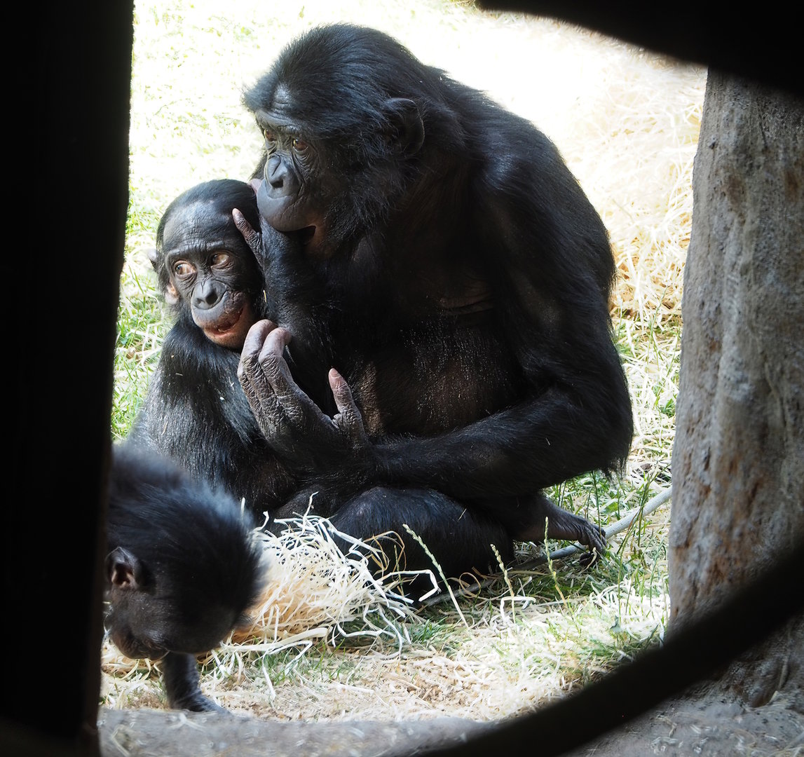 Bonobos (Pan paniscus), 2022-07-16