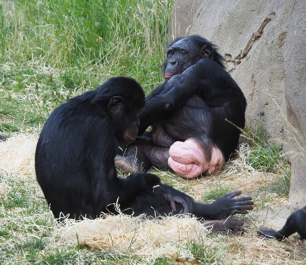 Bonobos (Pan paniscus), 2022-07-16