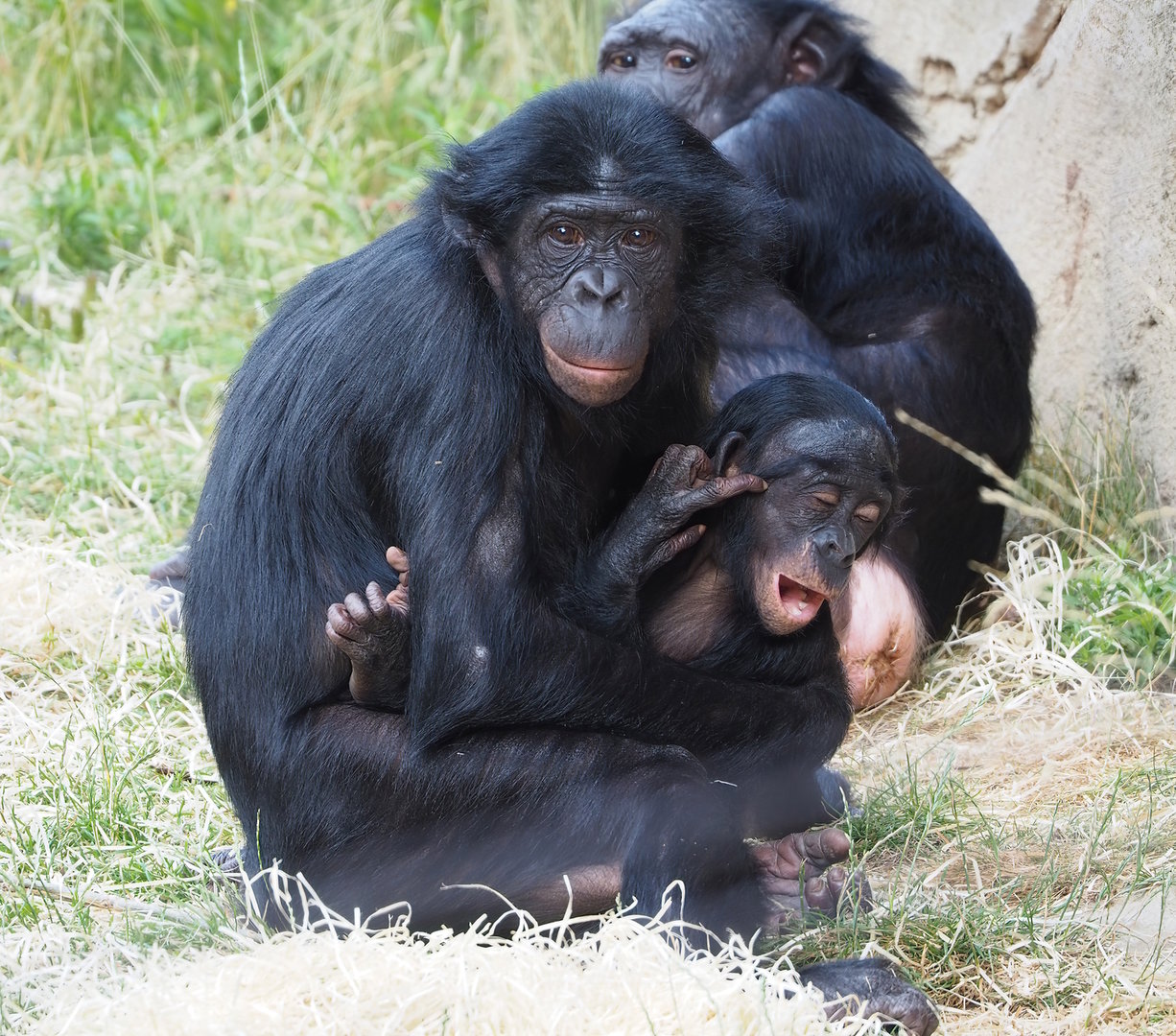 Bonobos (Pan paniscus), 2022-07-16