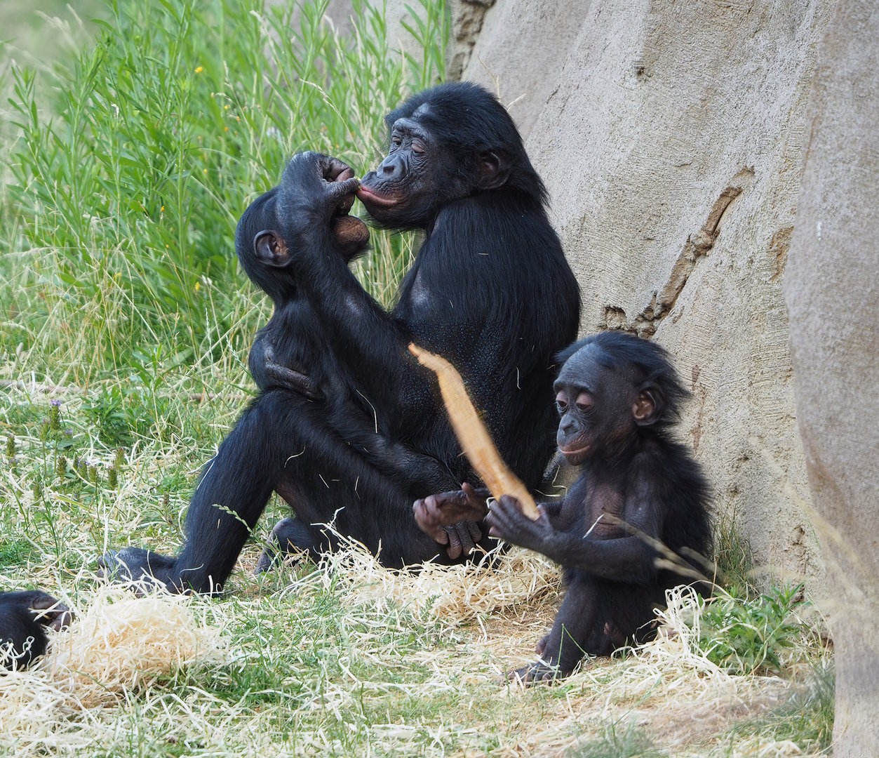 Bonobos (Pan paniscus), 2022-07-16