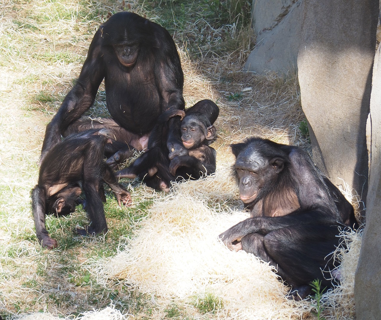 Bonobos (Pan paniscus), 2022-08-07