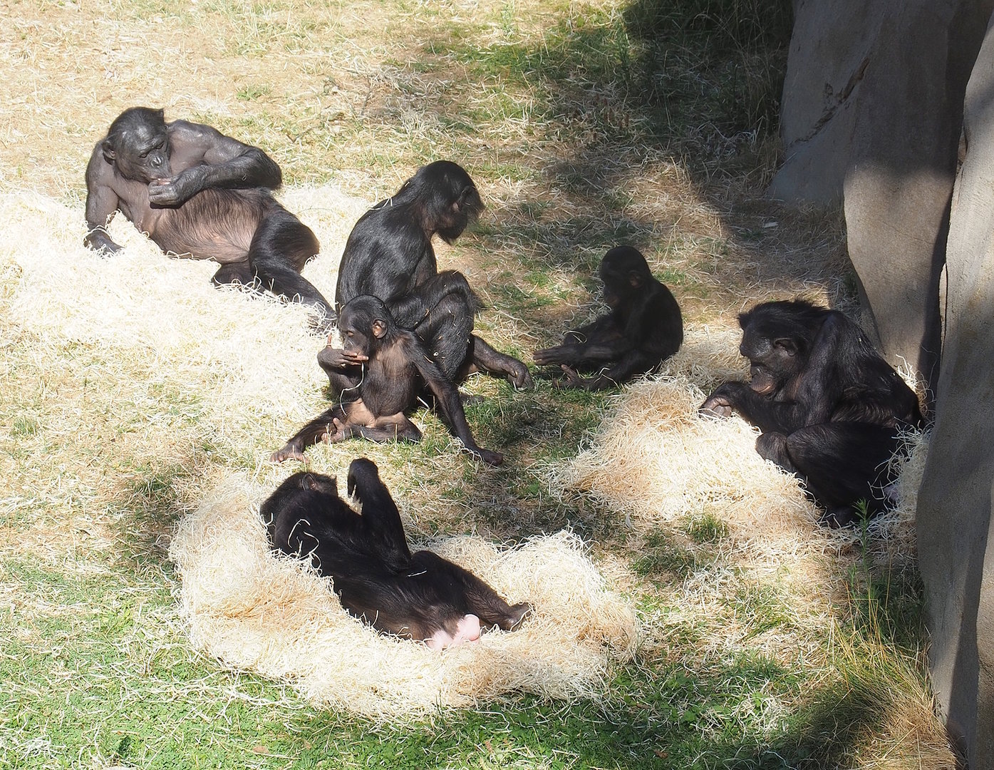 Bonobos (Pan paniscus), 2022-08-07