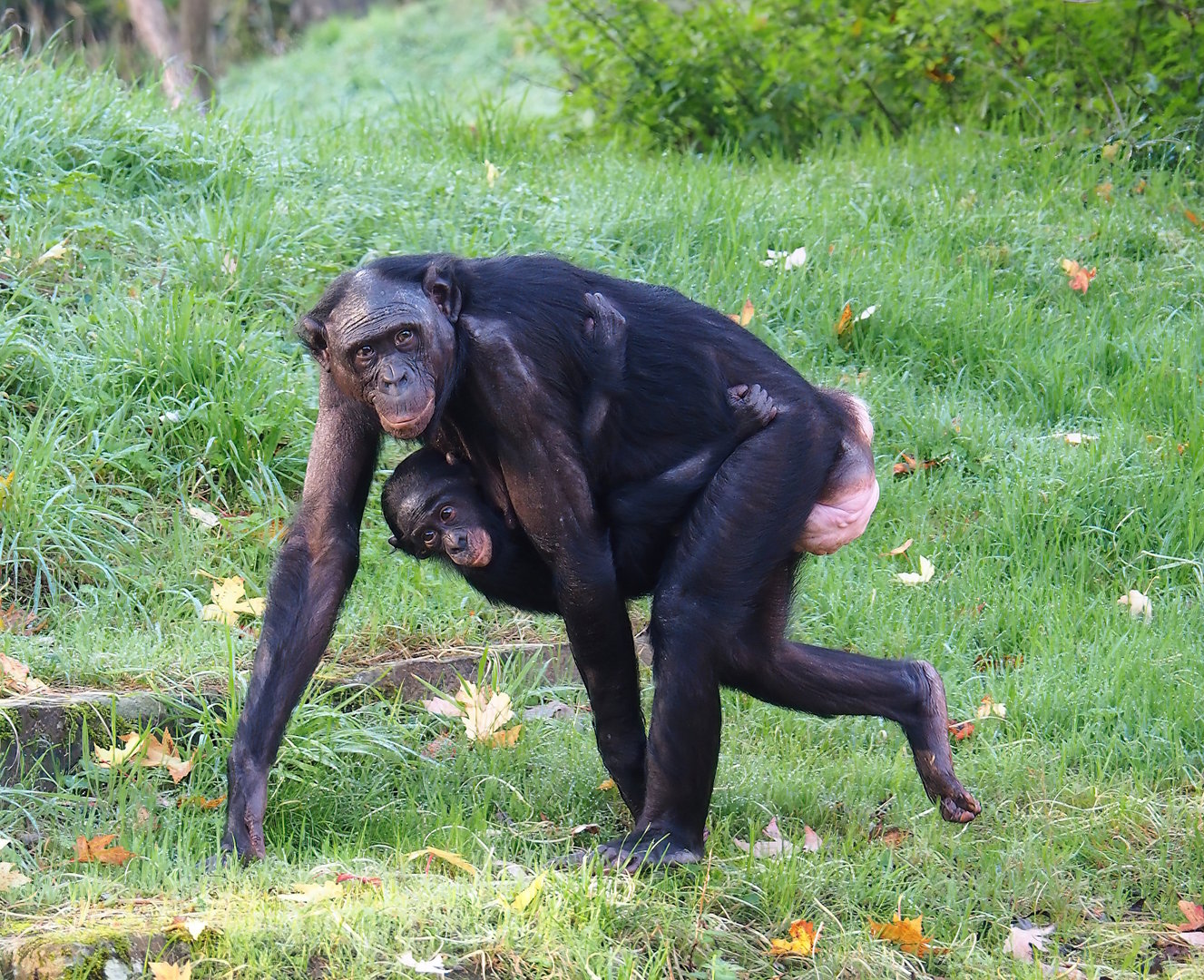 Bonobos (Pan paniscus), 2022-10-19