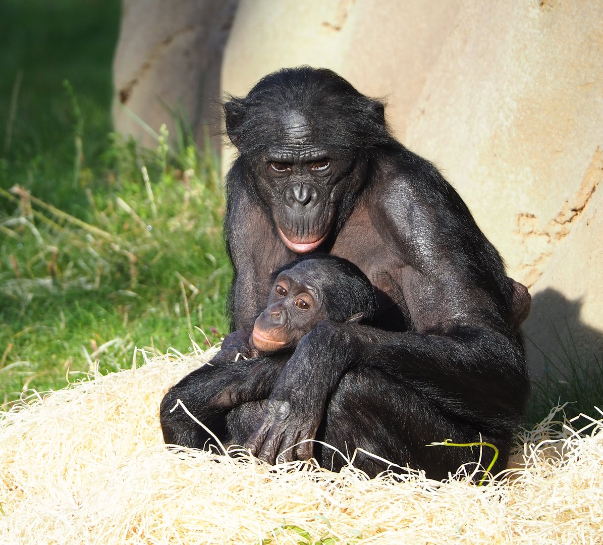 Bonobos (Pan paniscus), 2022-10-19