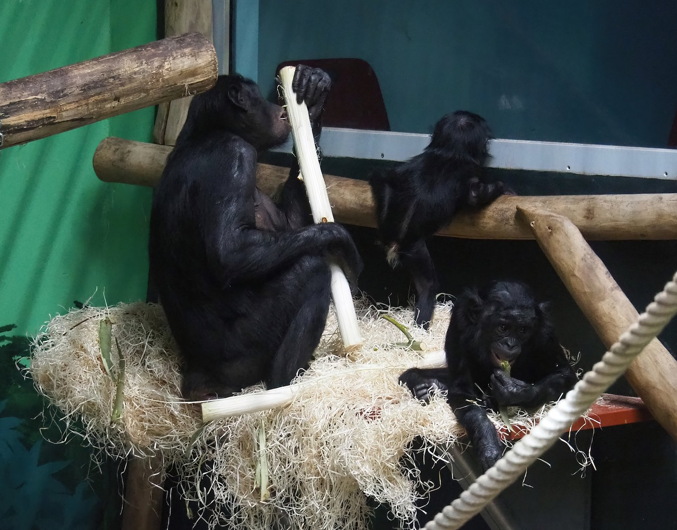 Bonobos (Pan paniscus), 2022-11-12