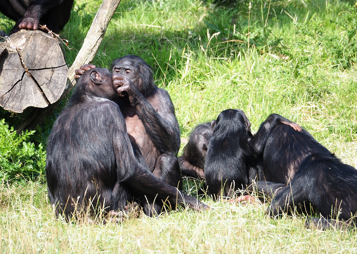 Bonobos (Pan paniscus), 2023-07-26