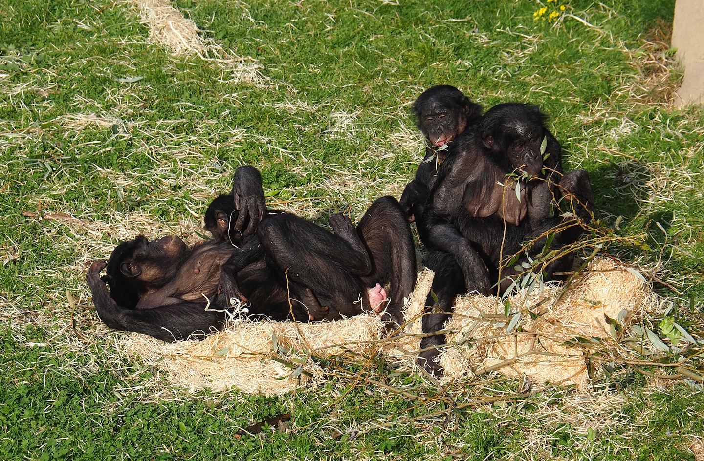 Bonobos (Pan paniscus), 2023-10-04