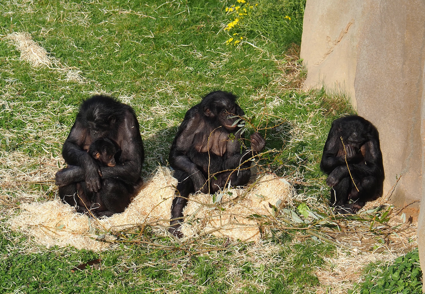 Bonobos (Pan paniscus), 2023-10-04