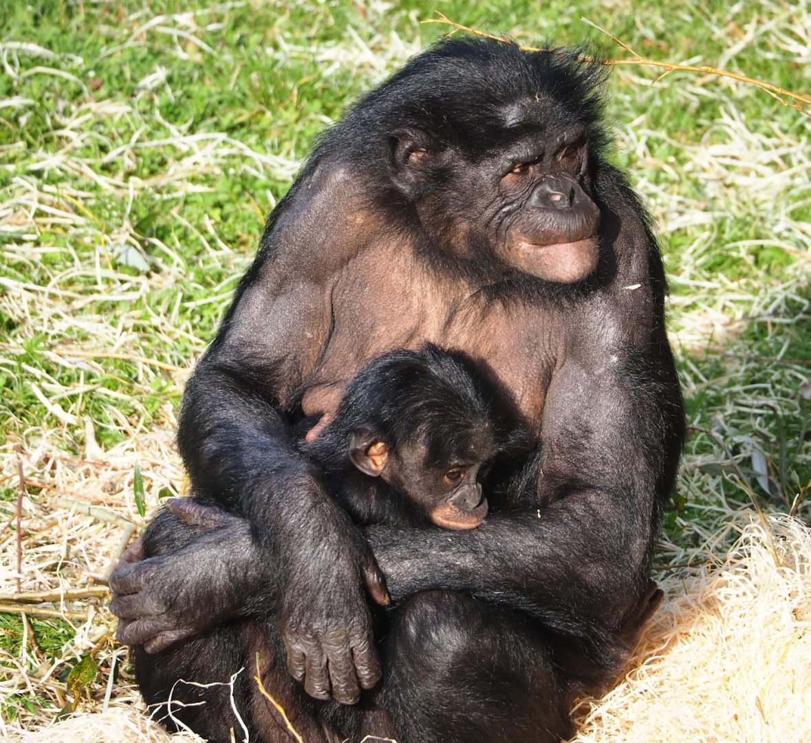 Bonobos (Pan paniscus), 2023-10-04