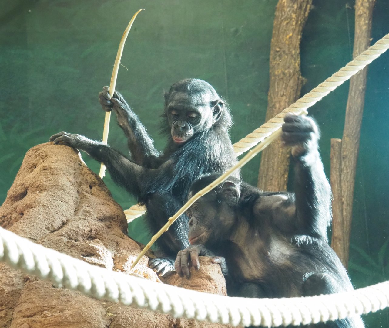Bonobos (Pan paniscus) "fishing" food from fake termite mound, 2021-11-23