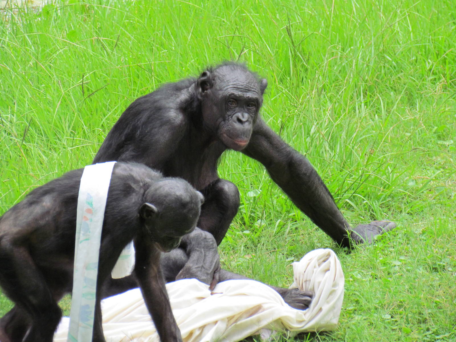 Bonobos Playing