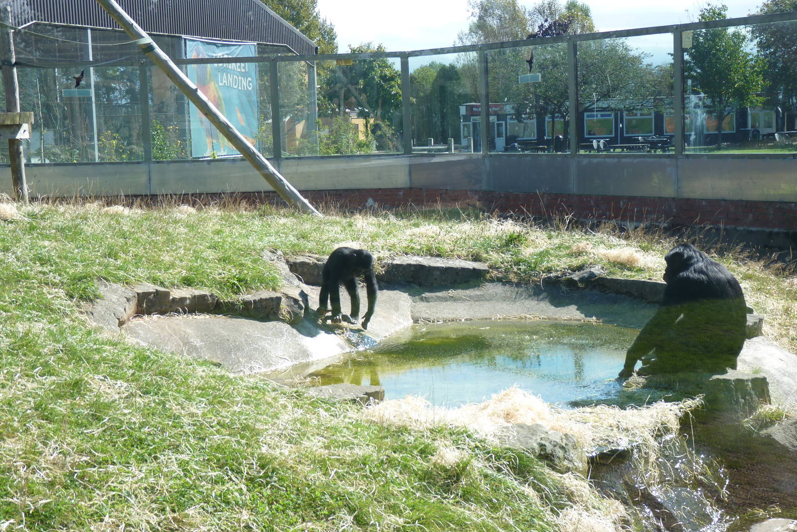 Bonobos, September 2016