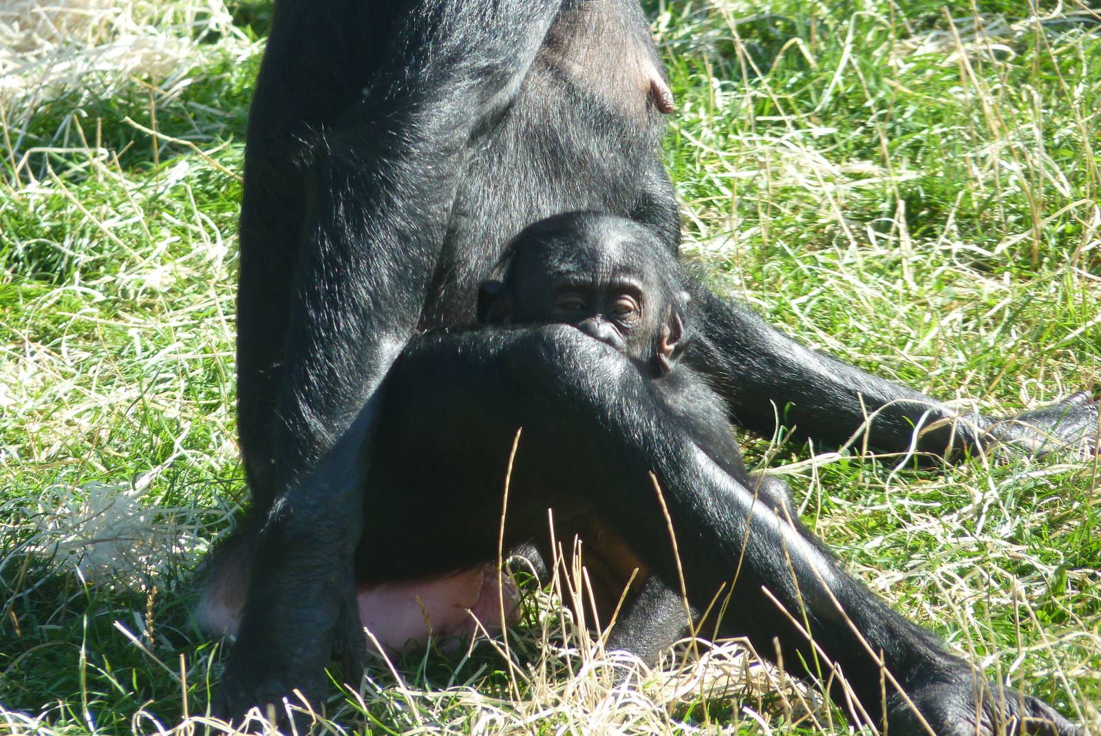 Bonobos, September 2016