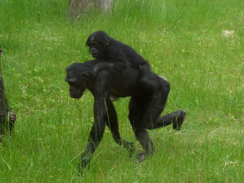 Bonobos