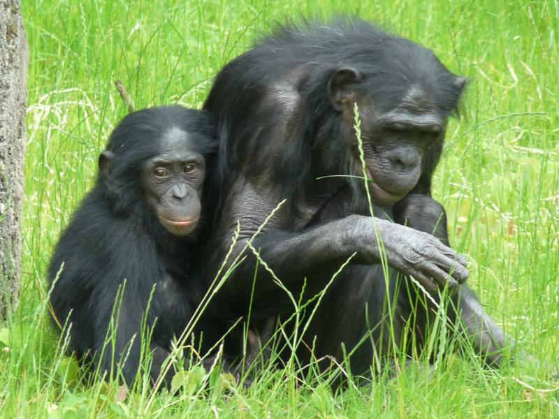 Bonobos