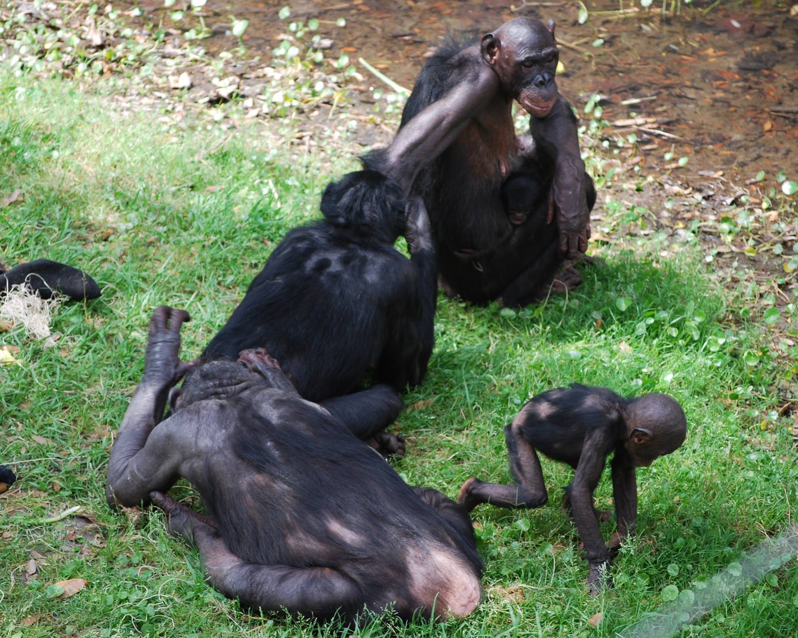 Bonobos