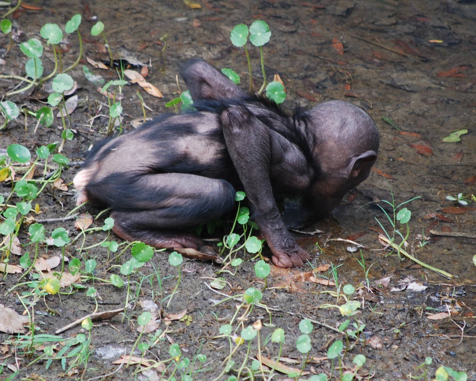 Bonobos