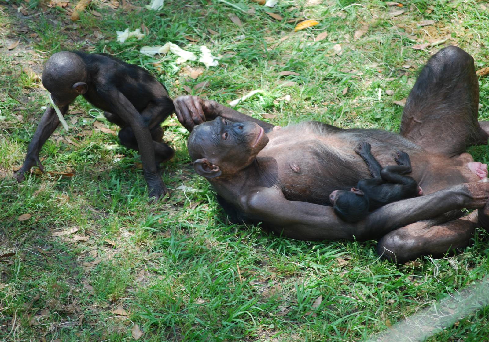Bonobos