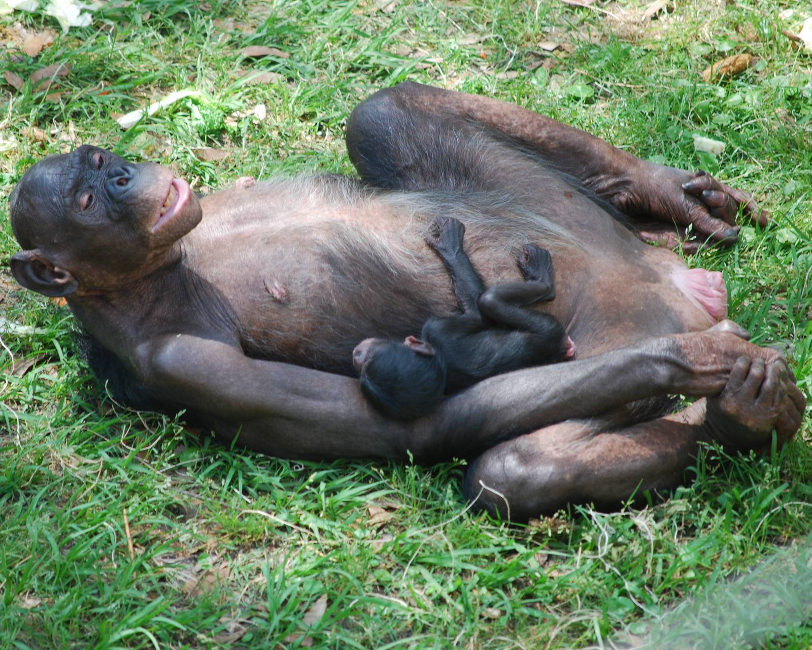 Bonobos