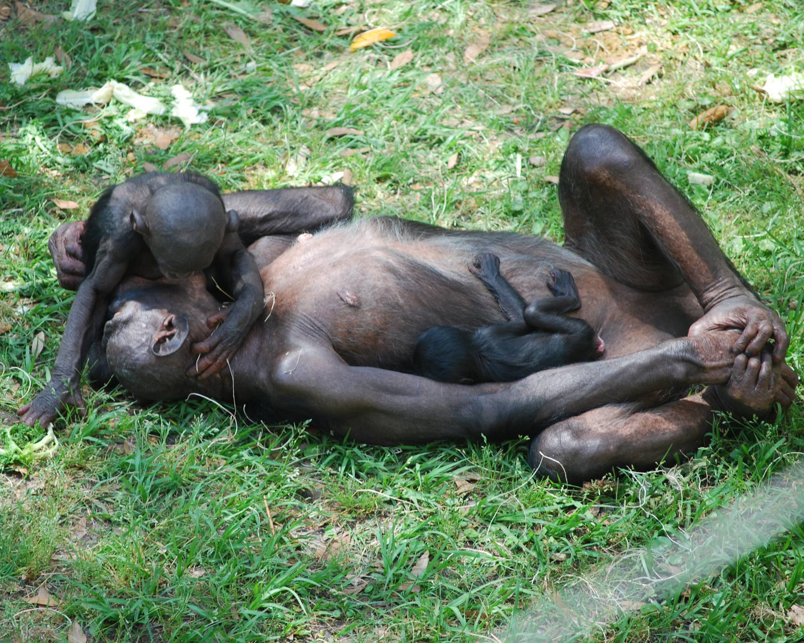 Bonobos