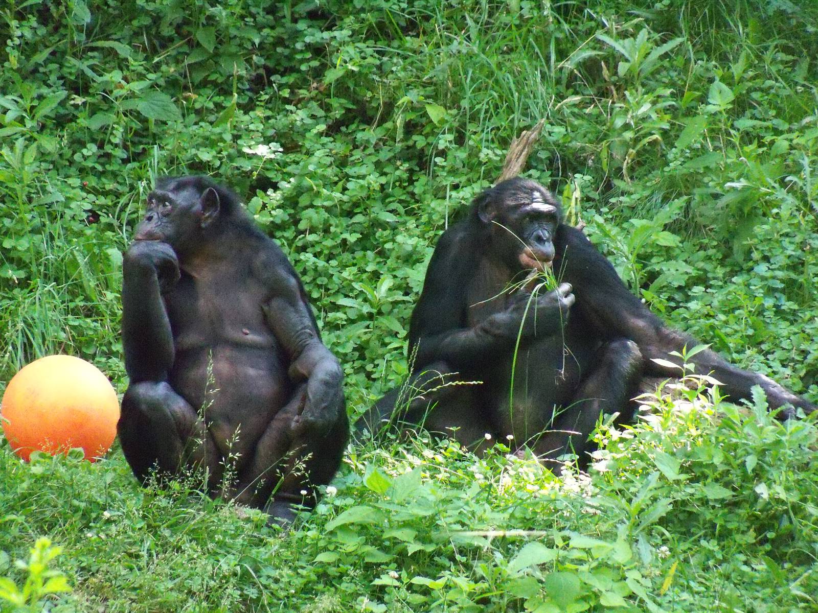 Bonobos