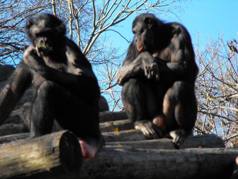 Bonobos