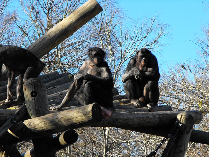 Bonobos