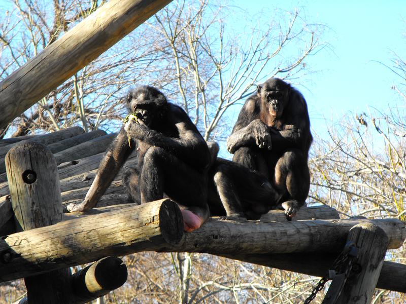 Bonobos
