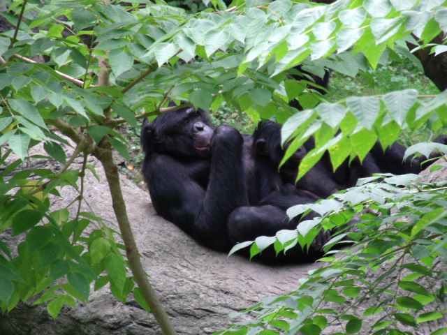 Bonobos