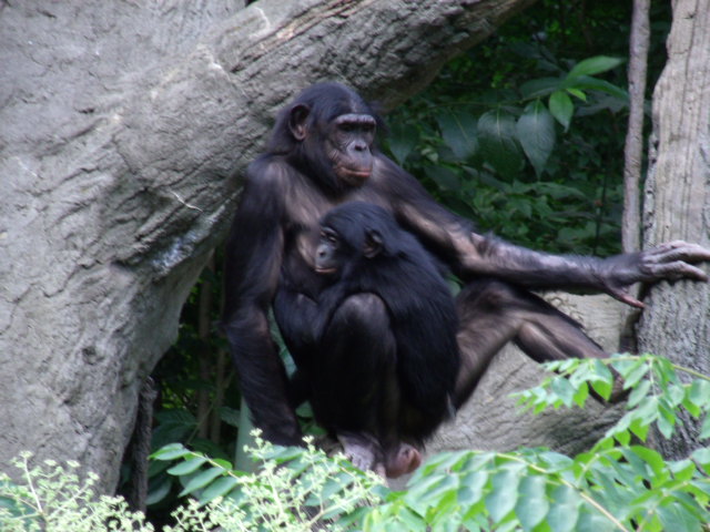 Bonobos
