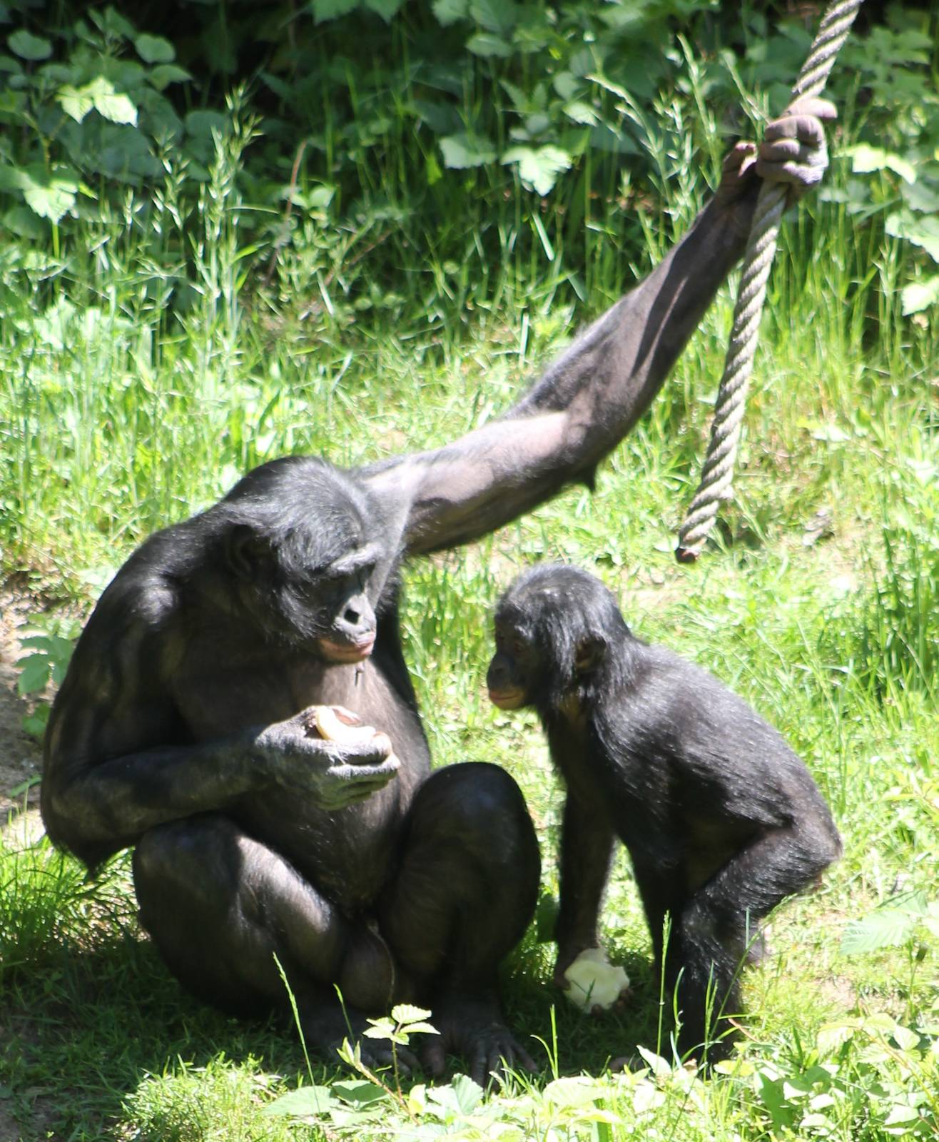 Bonobos