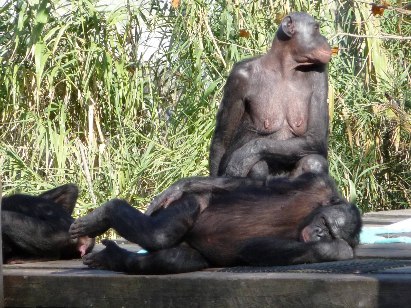 Bonobos