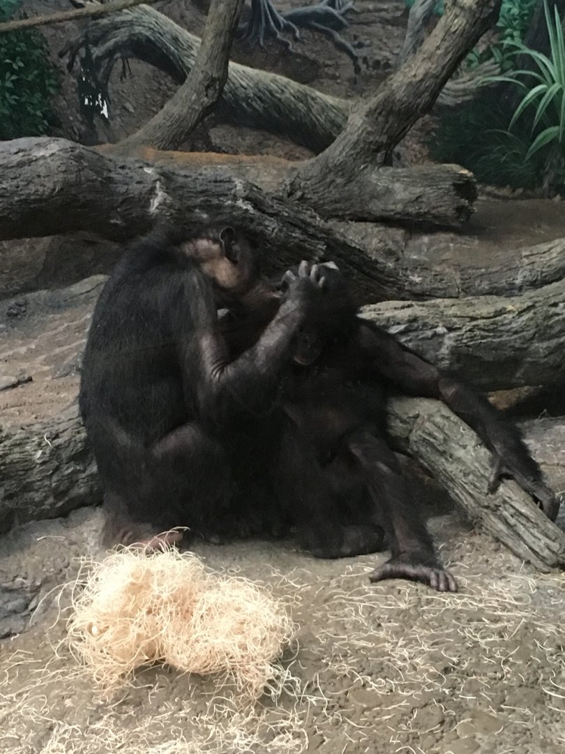 Bonobos